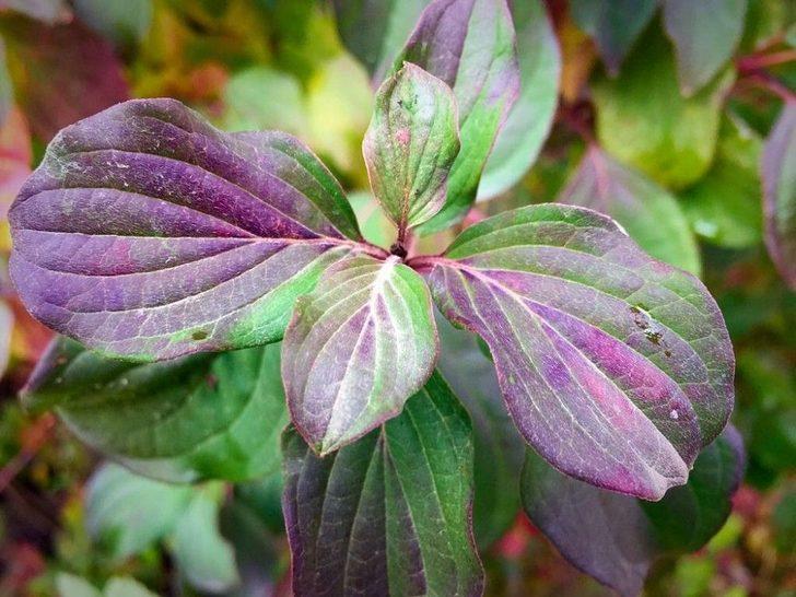 Beytüşşebap’ta Kartpostallık Görüntüler Oluştu G1