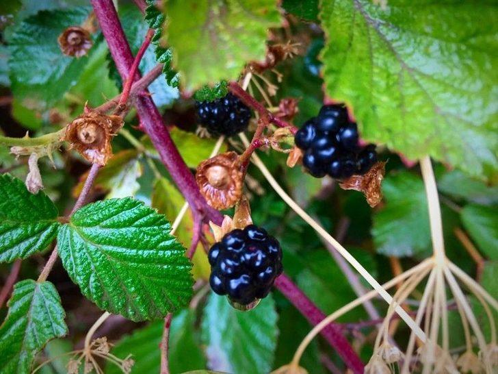 Beytüşşebap’ta Kartpostallık Görüntüler Oluştu G2