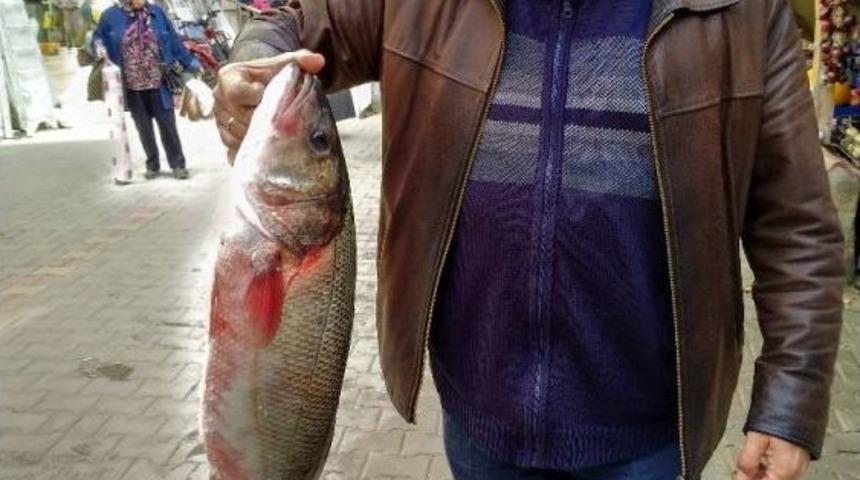 Lapseki&rsquo;de Ağlara 10&rsquo;ar Kiloluk Levrekler Takıldı