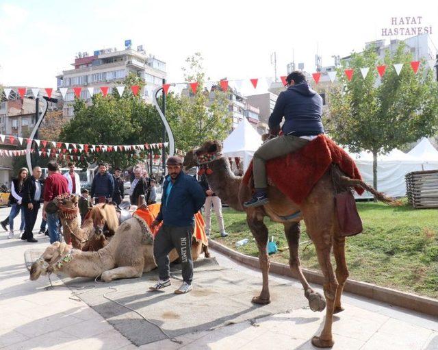 Gaziantep Şehir Merkezindeki Develere Büyük İlgi