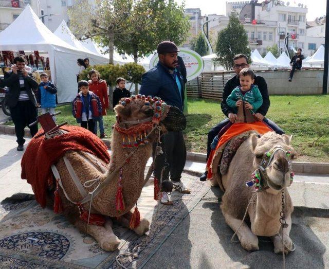 Gaziantep Şehir Merkezindeki Develere Büyük İlgi