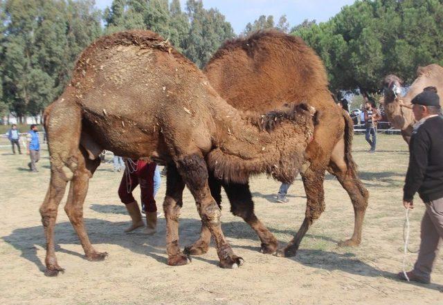 Aydın’da Develer Sahaya İndi, Sezon Daylak Güreşleri İle Başladı