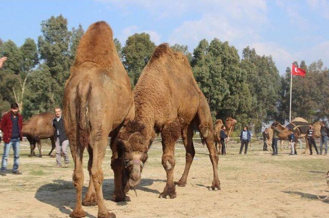 Aydın’da Develer Sahaya İndi, Sezon Daylak Güreşleri İle Başladı