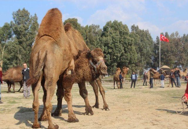 Aydın’da Develer Sahaya İndi, Sezon Daylak Güreşleri İle Başladı