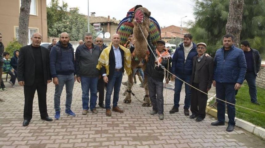 G&uuml;reşler &Ouml;ncesi Develer Havutlarını Giydi