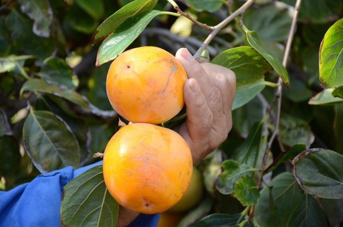 Eskişehir&rsquo;de Trabzon Hurması Yetiştirdiler