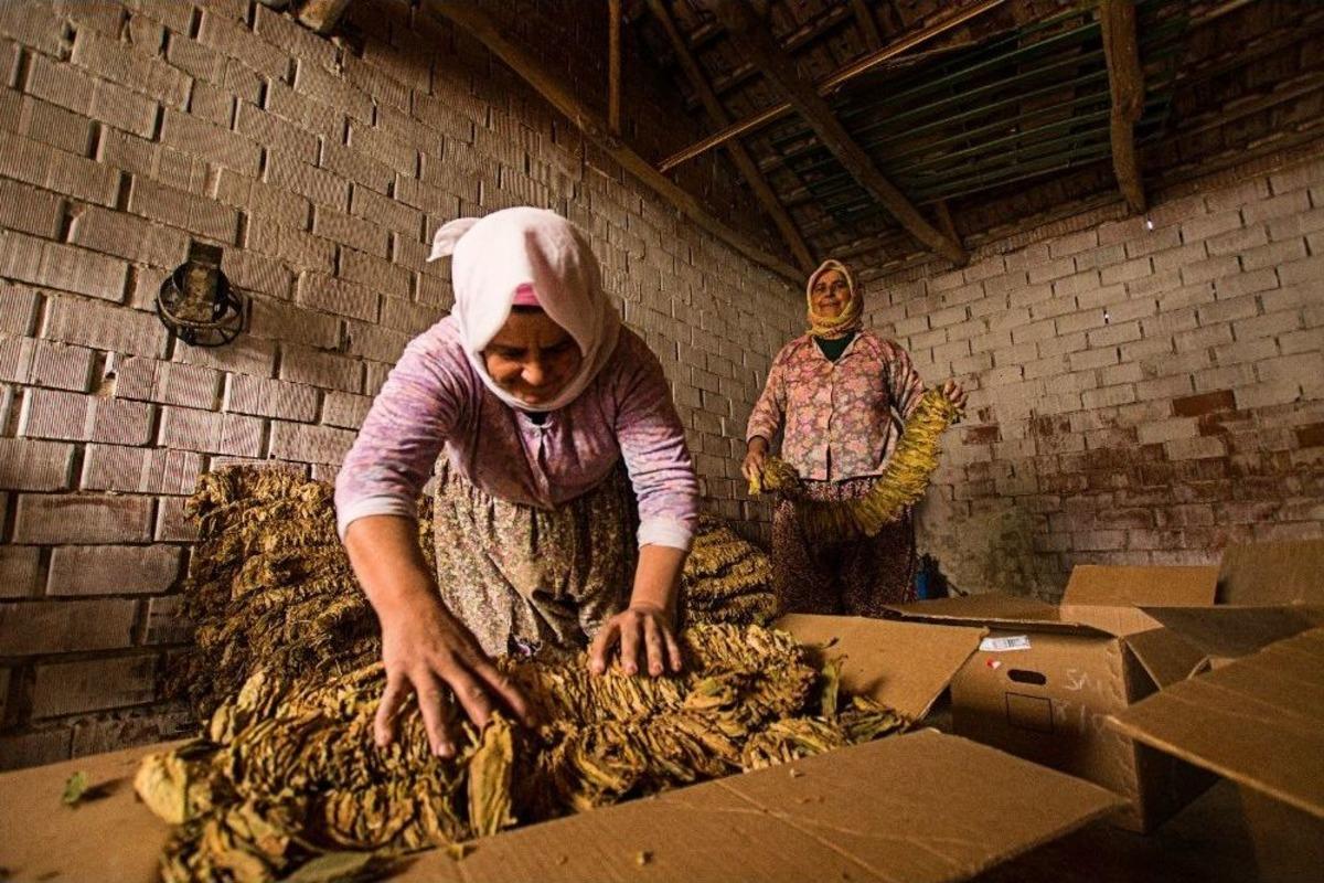 Mafod, Sanat Yaşamına &Ouml;d&uuml;llerle Başladı