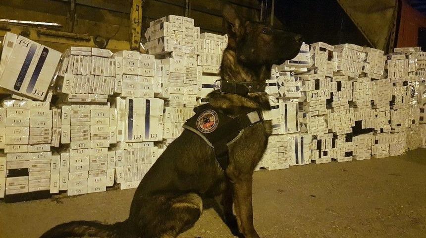 T&uuml;t&uuml;n Arama K&ouml;peği Curis Ka&ccedil;ak Sigaraya Ge&ccedil;it Vermiyor