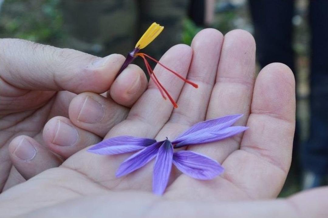 "&ccedil;ift&ccedil;iye Alternatif &Uuml;r&uuml;n Safran Olsun"