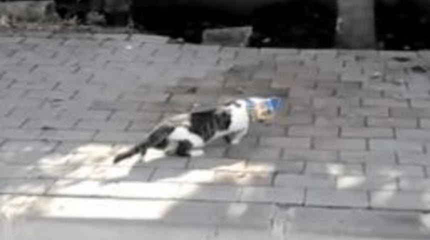 Kediye Cips Poşetiyle İşkence