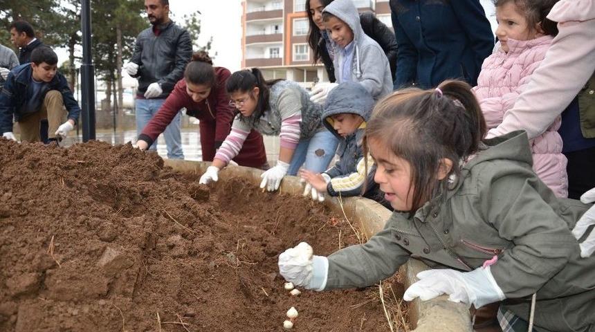 &Ouml;zel &Ouml;ğrenciler Lale Soğanlarını Toprakla Buluşturdu
