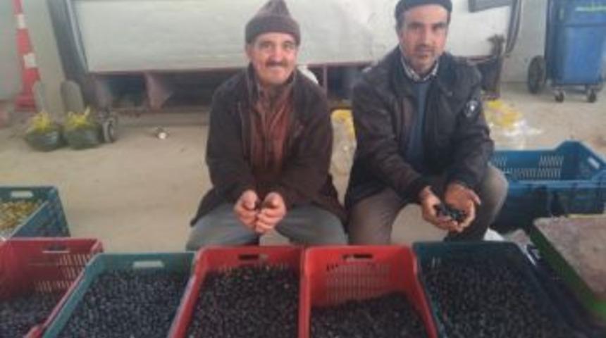 Hisarcık&rsquo;ta Salamura Zeytin Yapımı Yaygınlaştı