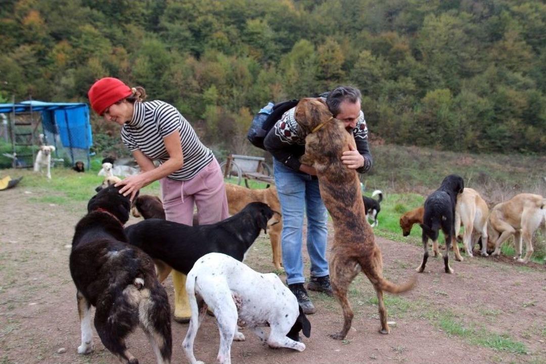 Terk Edilmiş 120 K&ouml;peğe Yuva Oldular