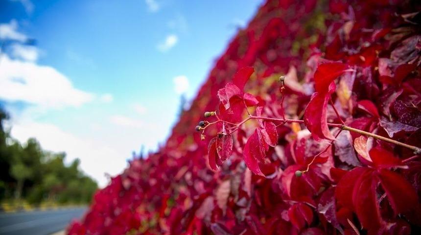 Sonbaharın Eşsiz Güzelliği Dülük’te Yaşanıyor