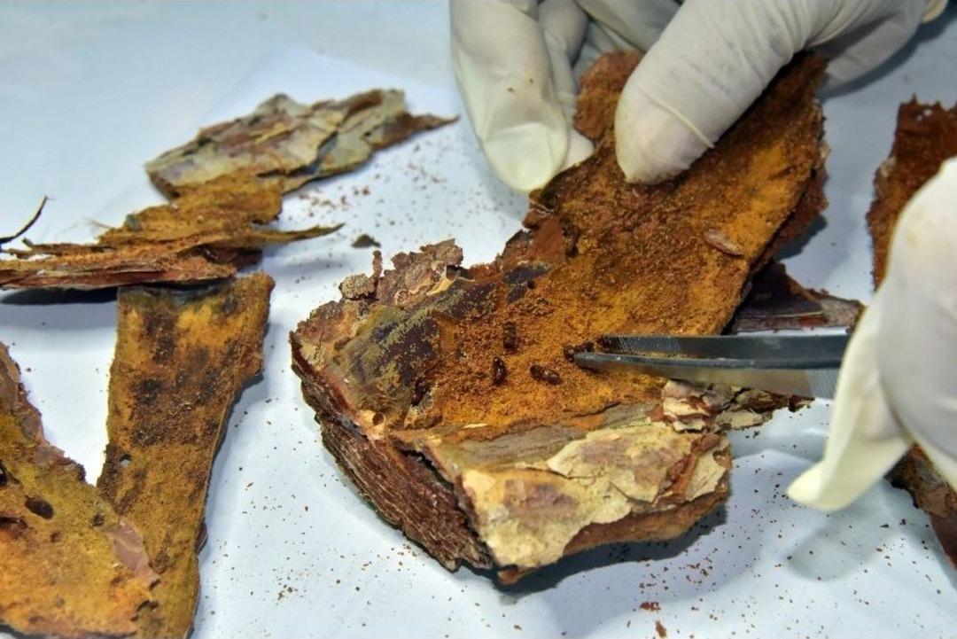 Kastamonu&rsquo;da 40 Bin B&ouml;cek Ormanlara Salındı