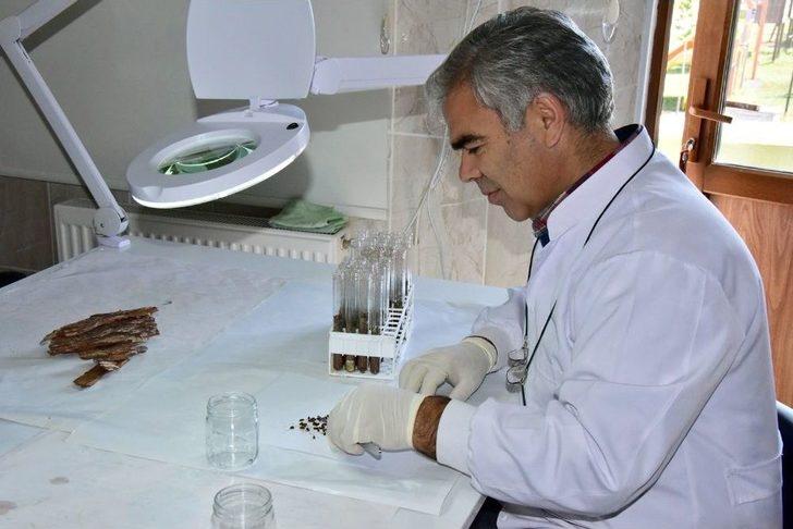 Kastamonu’da 40 Bin Böcek Ormanlara Salındı G1