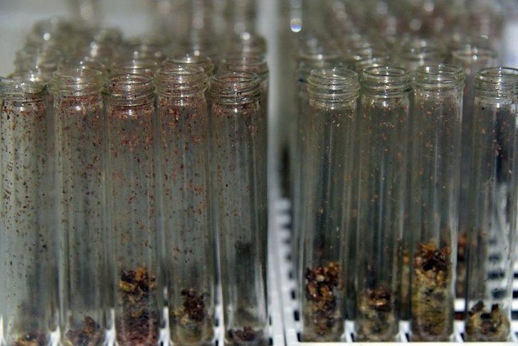 Kastamonu’da 40 Bin Böcek Ormanlara Salındı G4