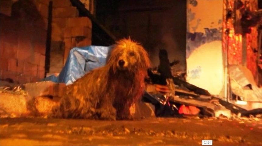 Alevlerin Arasında Kalan Sahibinin Kurtarılmasını Bekledi