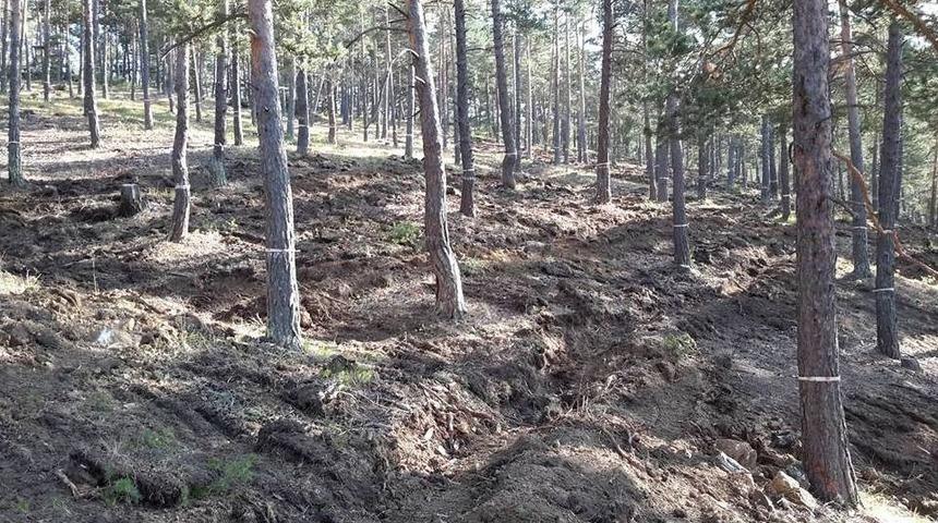 Akdağmadeni’nde Sarıçam Doğal Gençleştirme Çalışmaları Yapıldı