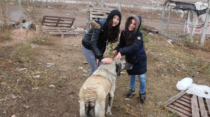 Yabani Hayvanlar Yemlendi