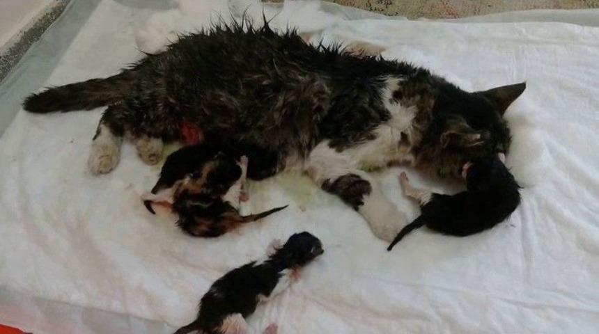 Batman&rsquo;da Kediye Sezaryenle Doğum Yaptırıldı