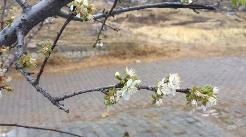 Erik Ağacı &Ccedil;i&ccedil;ek A&ccedil;tı