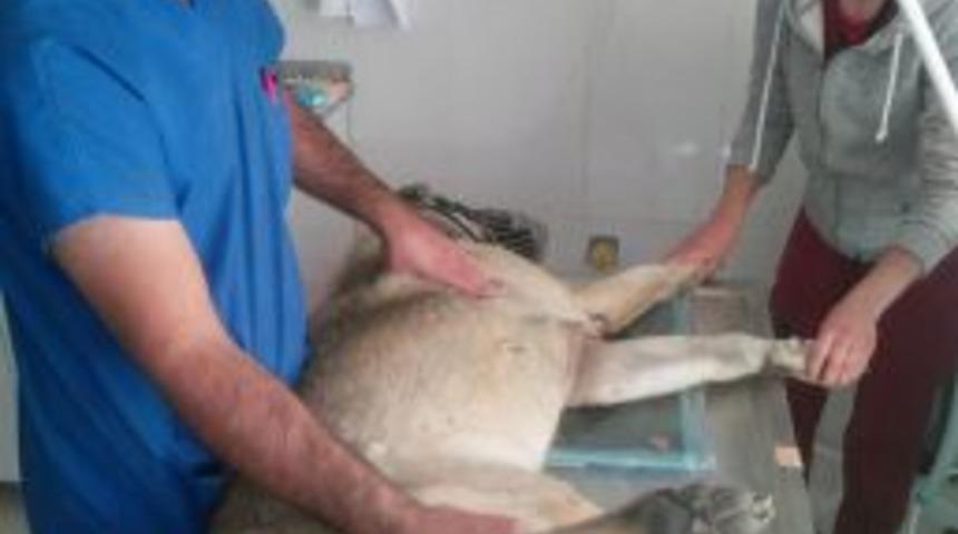 Kurşun Sıkılarak Vurulan K&ouml;pek, Kanlar İ&ccedil;erisinde S&uuml;r&uuml;nerek Evine Kadar Gelmeyi Başardı