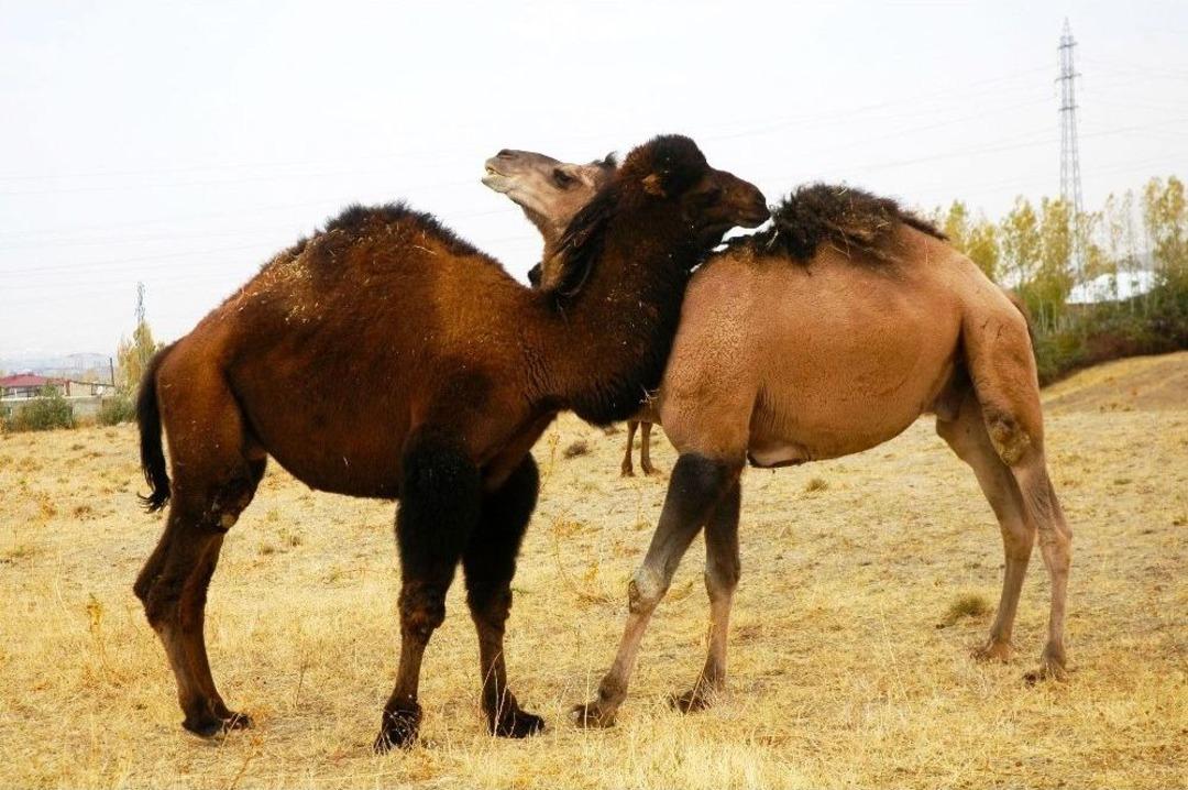 Şampiyon Develer Van&rsquo;da G&uuml;reşe Hazırlanıyor