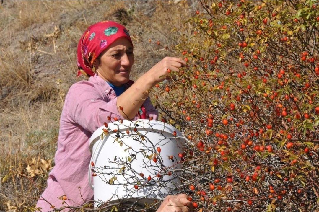 G&uuml;m&uuml;şhane&rsquo;de Kuşburnu Hasadı Tamamlanmak &Uuml;zere