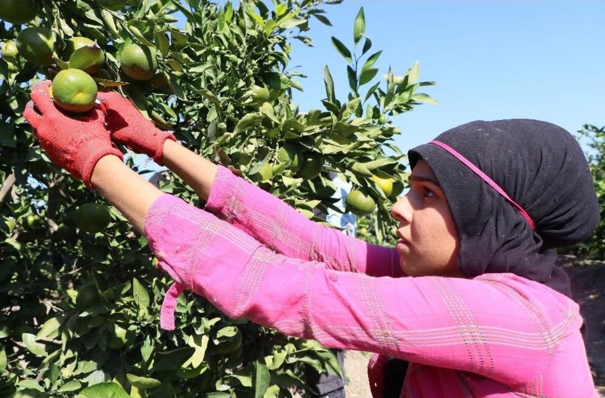 Ailesi İ&ccedil;in Okulu Bırakıp Tarlada &Ccedil;alışıyor