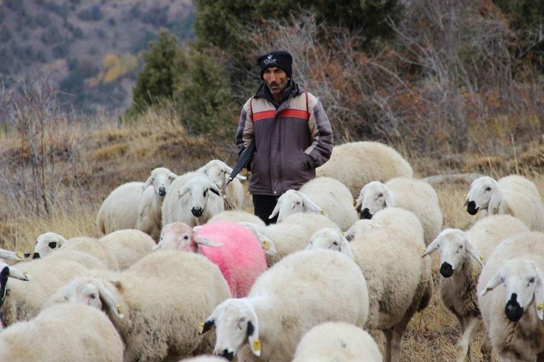 Dedenin Torununa Hediye Ettiği Kuzu S&uuml;r&uuml; Sahibi Yaptı