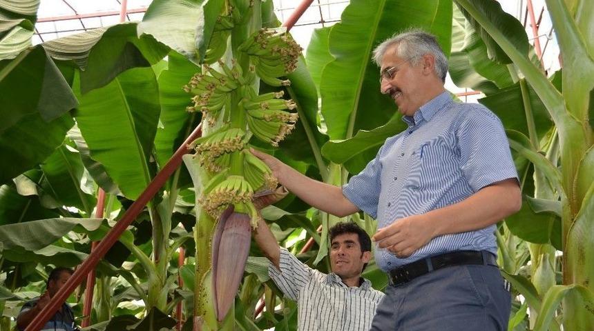 Orman B&ouml;lge M&uuml;d&uuml;rl&uuml;ğ&uuml;&rsquo;nden Yerli Muz &Uuml;reticisine Kredi Desteği