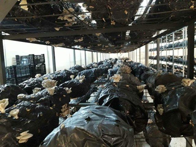 Hibe Desteğiyle Sera Kurdu, İstiridye Mantarı Yetiştiriyor 1