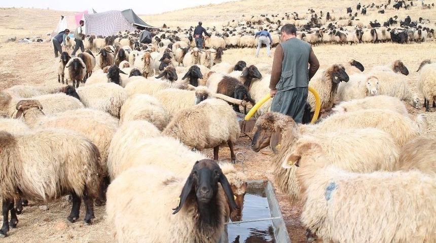 G&ouml;&ccedil;erlerin Zorlu Yolculuğu