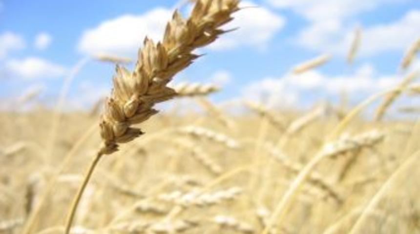 Bitkisel &Uuml;r&uuml;n Sigortalarında Yeni &Uuml;retim Sezonu A&ccedil;ıldı