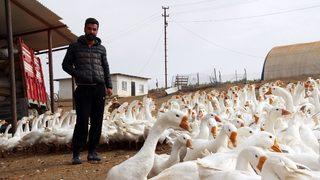 Mimarlığı Bıraktı Kaz Çiftliği Kurdu