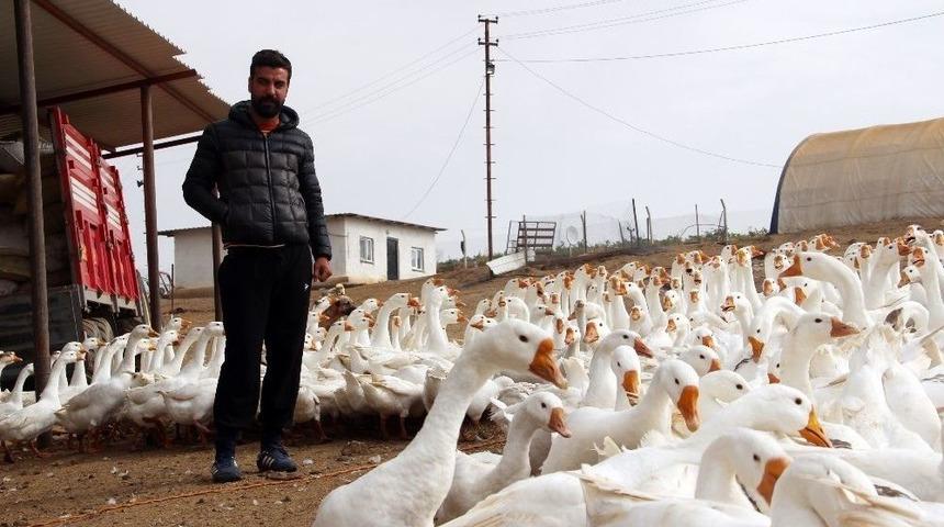 Mimarlığı Bıraktı Kaz &Ccedil;iftliği Kurdu