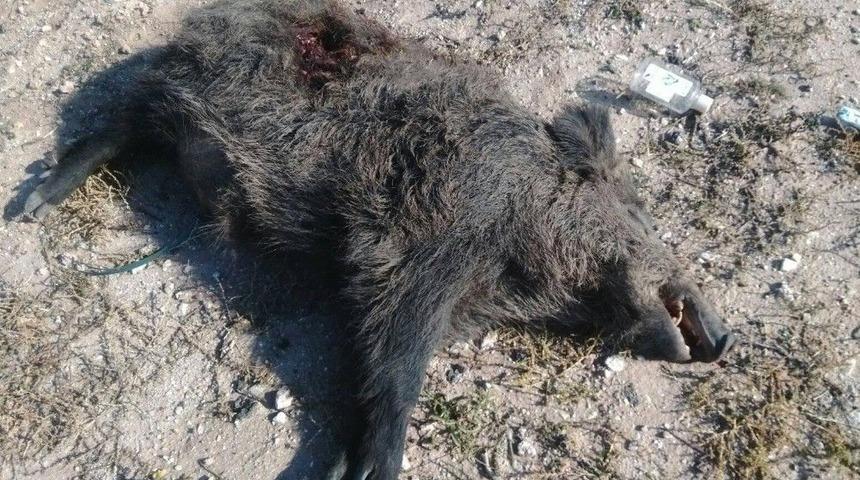 Yola İnen Domuza Otomobil &Ccedil;arptı