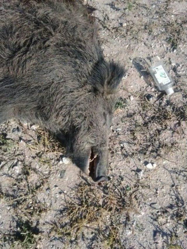 Yola İnen Domuza Otomobil Çarptı 1