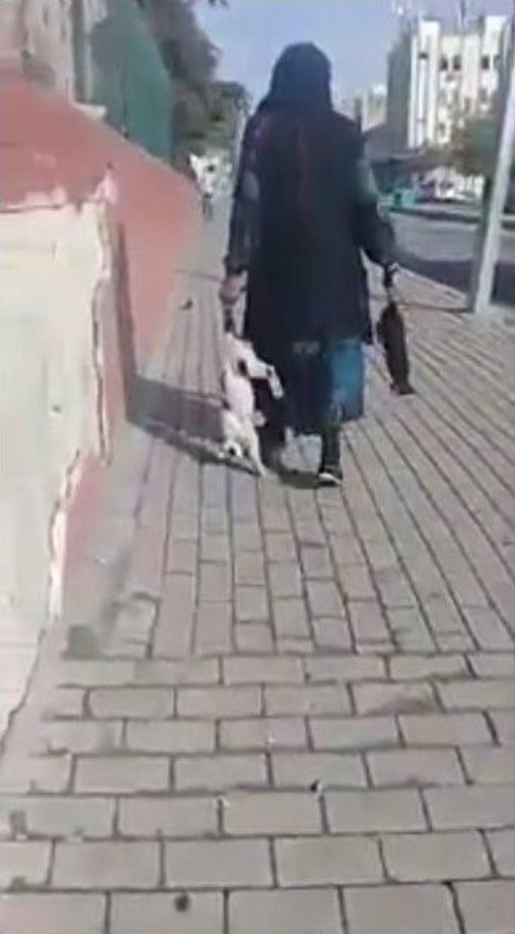 Yaşlı Kadının Zehirlediği Kedileri Çöpe Attığı İddiası G4