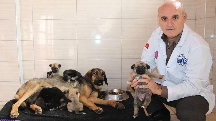 Köylü Ağlayarak Yardım İstedi, 21 Yavru Köpek Kurtarıldı