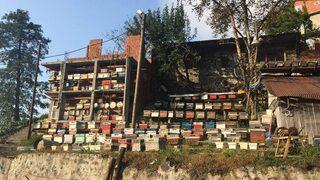 Doğu Karadeniz’de Geleneksel Arıcılık Tükenmek Üzere