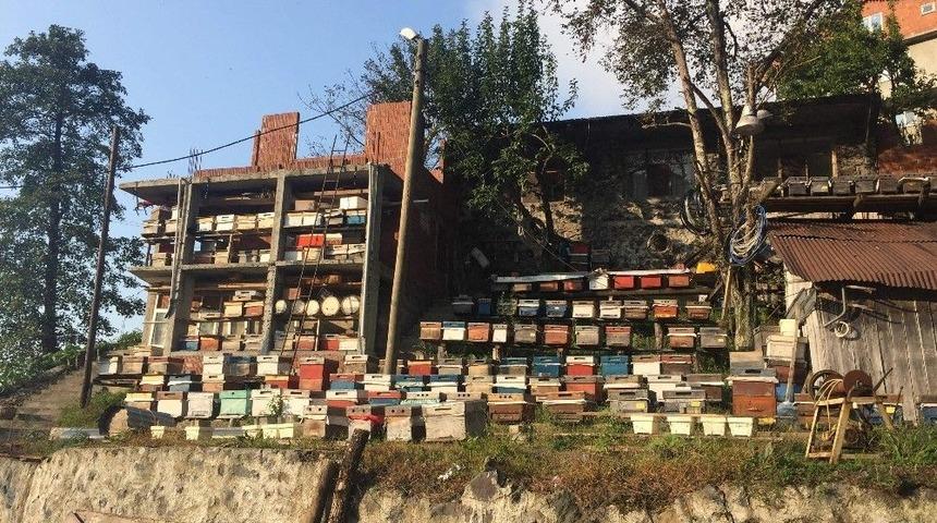 Doğu Karadeniz’de Geleneksel Arıcılık Tükenmek Üzere