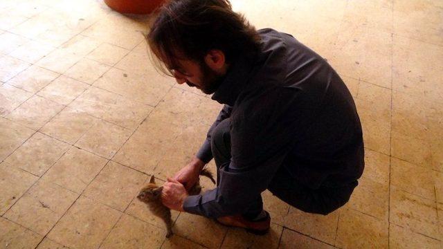 Kilis’te Yavru Kedi Kurtarma Operasyonu 1