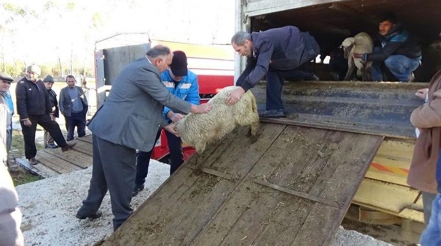 Simavlı Gen&ccedil; &Ccedil;ift&ccedil;ilere K&uuml;&ccedil;&uuml;kbaş Hayvan Dağıtıldı