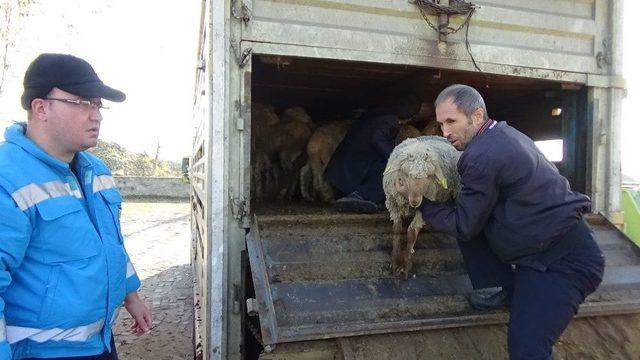 Simavlı Genç Çiftçilere Küçükbaş Hayvan Dağıtıldı