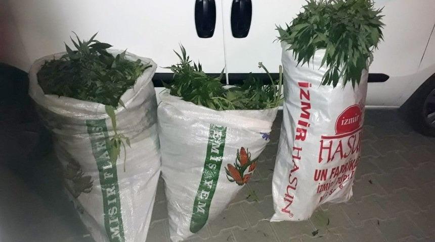 Uyuşturucu Tacirleri Fet&ouml; Firarisinin Arazisine Kenevir Ekmiş