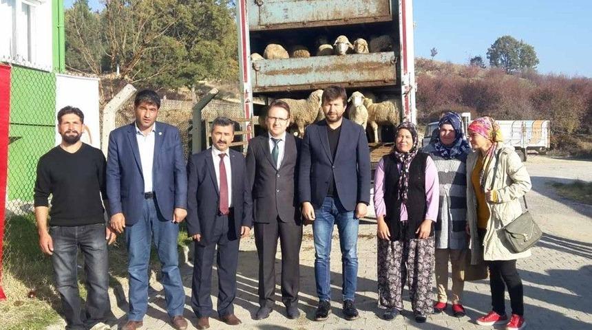 Pazarlar&rsquo;da 4 &Ccedil;ift&ccedil;iye 148 Adet Damızlık Koyun