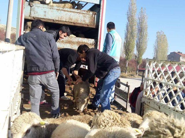 Pazarlar’da 4 Çiftçiye 148 Adet Damızlık Koyun