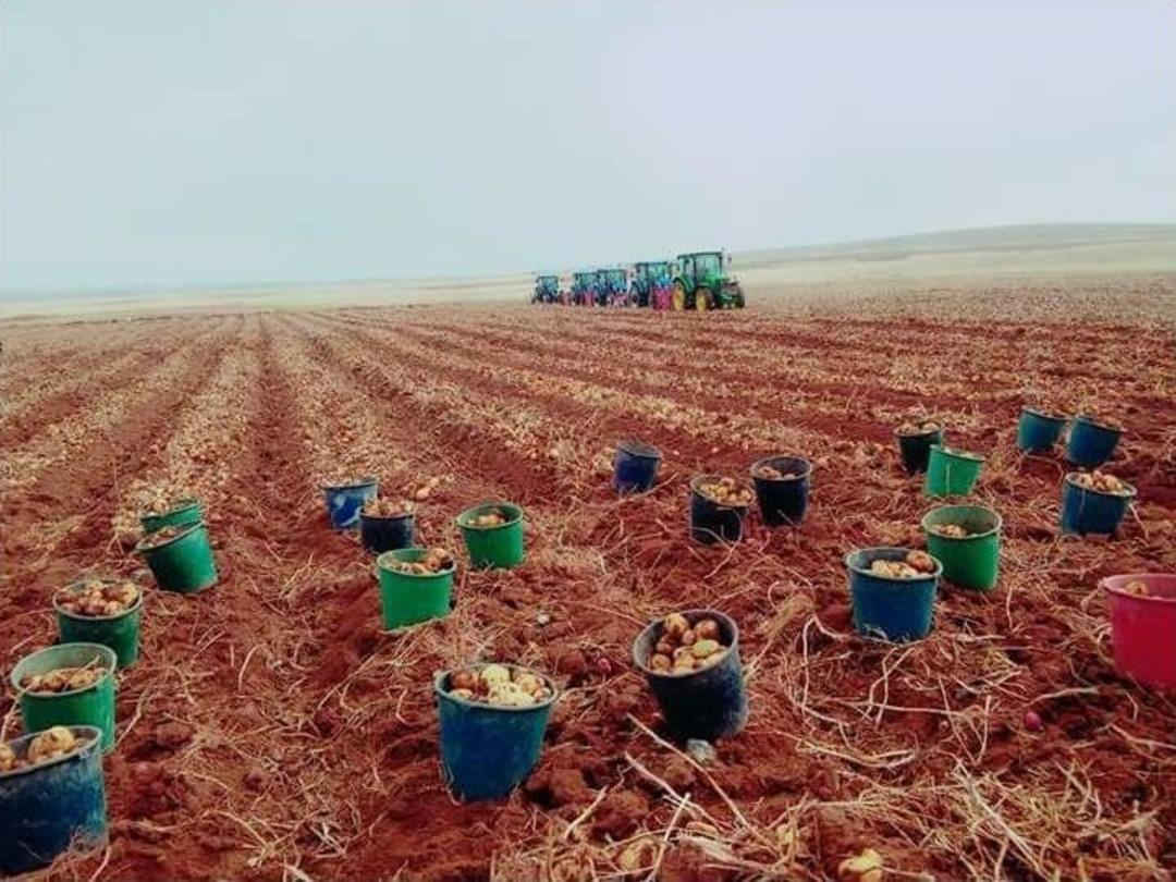 Patates Hasadını Bitiren İş&ccedil;ilerin Kovaları Fırlatma Anını Yansıtan Fotoğraf Fenomen Oldu